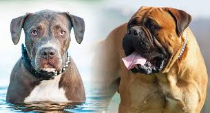 Pitbull rottweiler mix 10 interesting facts about pitweilers. Bullmastiff Pitbull Mix Great Guard Dog Or Family Friendly
