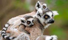 15 Best Magnificent Madagascar Images Island Nations Wildlife Africa