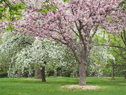 The majority of apples we eat today come from hybrids of two species; Vermont Garden Journal Selecting And Growing Crabapple Trees Vermont Public Radio
