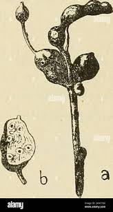 Image result for Xylopia acutiflora