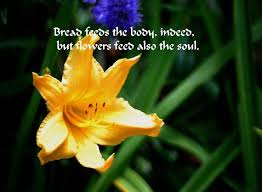 Inspirational Quote Flowers Feed Yellow Hibiscus Flower Beauty