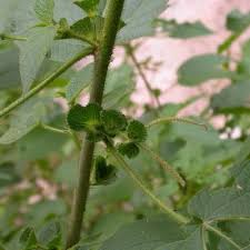 Image result for Acalypha paucifolia