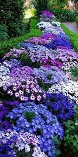Check spelling or type a new query. 10 Low Maintenance Perennials Western Garden Centers Beautiful Flowers Garden Plants Front Yard Landscaping