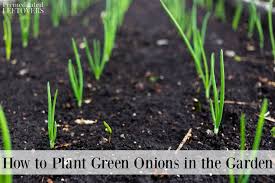 You can plant green onions from seeds in spring to grow many more plants! How To Grow Green Onions Tips For Planting Caring For And Harvesting Green Onions