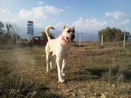 Kangal Sevdalilari Karabas Kangal