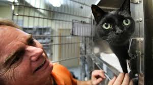 Things to do near orange county convention center. New Spay Neuter Clinic Trap Neuter Release Effort To Target Homeless Cat Population In Orange Orlando Sentinel