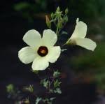 Image result for Hibiscus engleri
