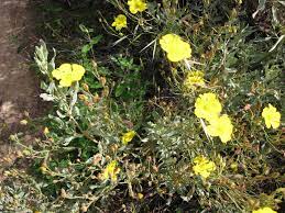 Nel giardino mediterraneo vengono sapientemente abbinati i fiori e le piante aromatiche, le piante da frutto e produce numerose, grandi spighe con fiori gialli che profumano di fragola, e che appaiono. Fiori Gialli Macchia Mediterranea