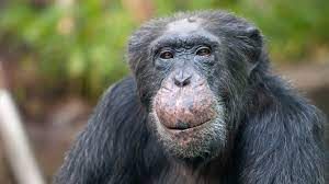 De orde van de primaten is ontstaan uit voorouders die leefden in de bomen van tropische bossen. Grosse Menschenaffen Das Sozialverhalten Unserer Nahen Verwandten Br Wissen