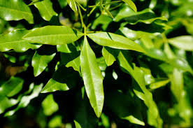 Image result for Vepris