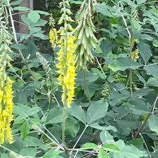 Image result for Crotalaria lotoides