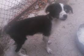We did not find results for: Happy Paws Dog Rescue Animal Pet Fundraising Page With Gogetfunding