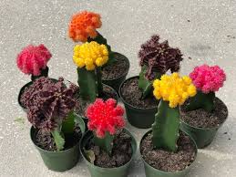 When propagating cactus cuttings, use the side shoots or. Full Sun Exposure Moon Cactus Plants Rs 329 Piece M B S Pjemstones Marble Statue Id 21781872462