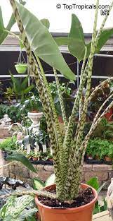 Alocasia zebrina reticulata for sale. Alocasia Zebrina Tiger Elephant Ear Elephant Ear Zebra Toptropicals Com