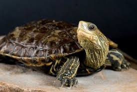 10 Types Of Turtles You Can Have As Pets Types Of Turtles Pet Turtle Turtle Pond
