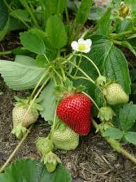 Remember to always pinch off the first set of blooms after planting. How To Plant And Grow Strawberries