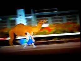 Video in this thread 4 midgets relay race against a camel @wild 'ish. 4 Midgets Relay Race Against A Camel Youtube