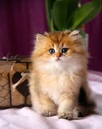 Jazzy British Longhair Black Golden Shaded Kittens Cutest Cute Cats And Dogs Pretty Cats