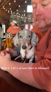 Missouri Miniature Dachshund Breeder