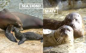 Seals Vs Sea Lions What S The Difference Sea Lion Sea Animals Lions