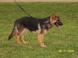 Adorable akc german shepherd puppies looking for a great family! German Shepherd Puppies In Alabama