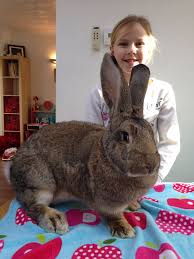 The continental giant rabbit has origins dating back to the 16th century (although it was first recorded in the later 19th century). Star My Agouti Continental Giant Doe Giant Animals Giant Bunny Giant Rabbit