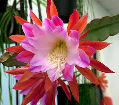 We did not find results for: San Diego Epiphyllum Society Show 2015 Flickr