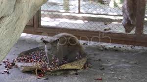 Asian Palm Civet Cat Eats Beans For Kopi Luwak Special Coffee Stock Footage 36180154 Pond5 Asian Palm Civet Best Organic Coffee Expensive Coffee