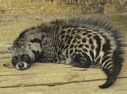 Картинки по запросу остров сокотра