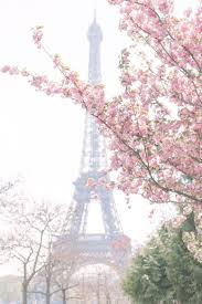 Cherry Blossoms In Paris Spring Photo Diary Pretty Little Details Springtime In Paris Eiffel Tower Photography Cherry Blossom Wallpaper