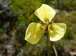 Image result for Moraea niassensis