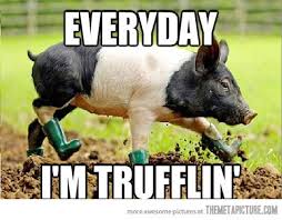 Funny Pig Meme Cute Animal Photos Funny Pigs Cute Piggies