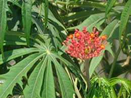 Image result for Jatropha multifida