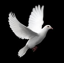 Black Bird With White Ring Around Neck Who Is The Holy Spirit Dove Pictures Dove Flying White Pigeon