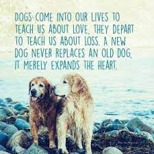 100 Best Quotes About Dogs Famous Dog Quotes Dog Quotes Old Dogs Dogs