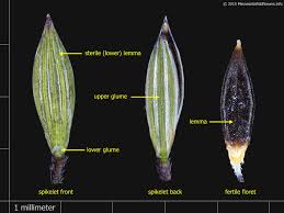 Image result for Digitaria diagonalis