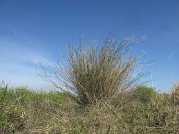 Image result for Daknopholis