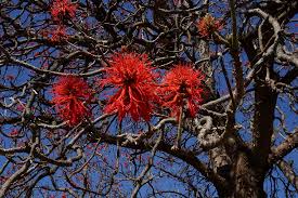 Image result for Erythrina abyssinica