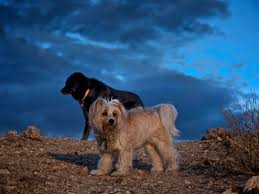 Camping with your dog presents a whole new world of wear and tear for your camping equipment. 6 Dog Friendly Camping Sites Near Jackson