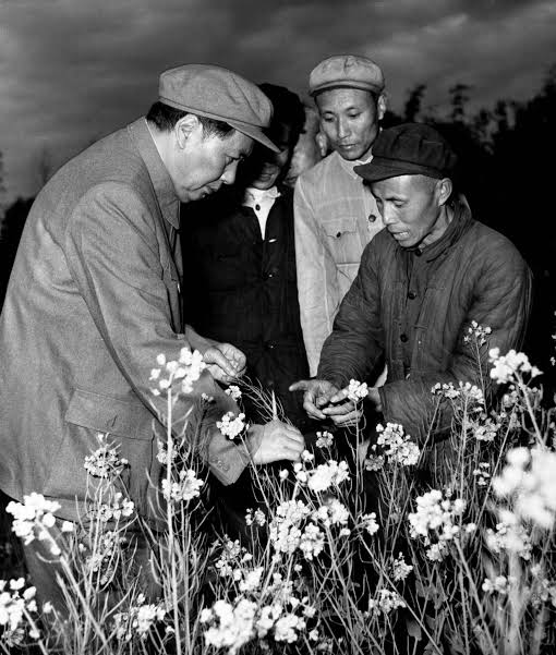 Resultado de imagem para Mao revolução chinesa