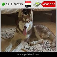 مصر الأسكندرية هاسكي ابيض في بني 5 شهور pet4sell dogs animals husky