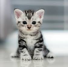 Kucing adalah haiwan paling popular menjadi pilihan rakyat malaysia sebagai haiwan kesayangan. Kucing Cantik Gebu Publicacoes Facebook