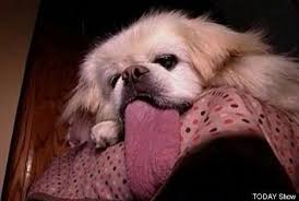 We did not find results for: Dog Earns World S Longest Tongue Designation Video Huffpost