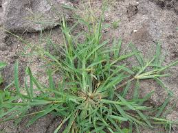 Image result for Chloris