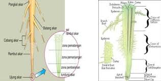We did not find results for: Bagian Akar Sifat Struktur Macam Proses Lengkap