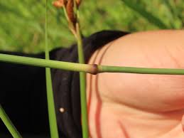 Image result for Eragrostis atrovirens