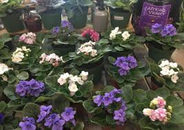 Violet skies, you should stop feeding them because most plant foods give lush leafy growth and few flowers. Helping Your African Violets To Bloom