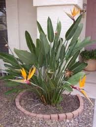 Propagation Bird Of Paradise Rhizome Strelitzia Reginae Bird Of Paradise 15 Gallon Birds Of Paradise Plant Paradise Plant Plants