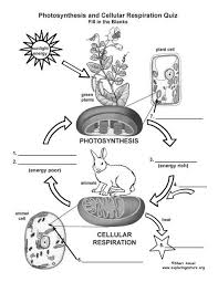 Learn More About Cellular Respiration On Exploringnature Org