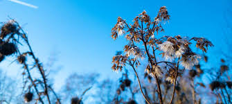 Rund sechs wochen benötigen die samen dafür, sodass im januar ausgesäte pflanzen pünktlich zum dabei können sie entweder töpfe verwenden, die sie in ihren garten stellen, oder die samen. Garten Tipps